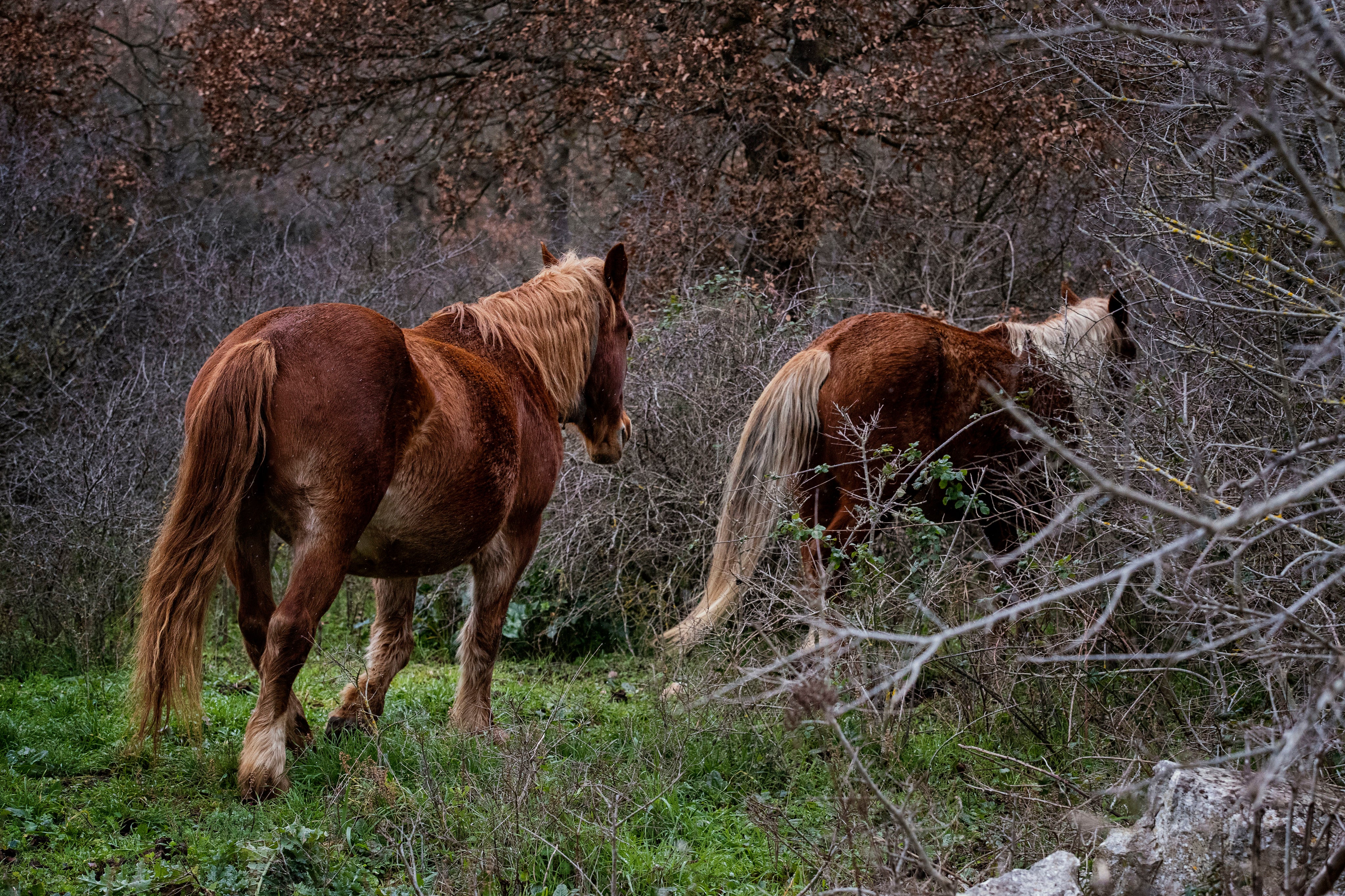 files/two-horse-walk-away-from-the-camera-into-a-forest.jpg