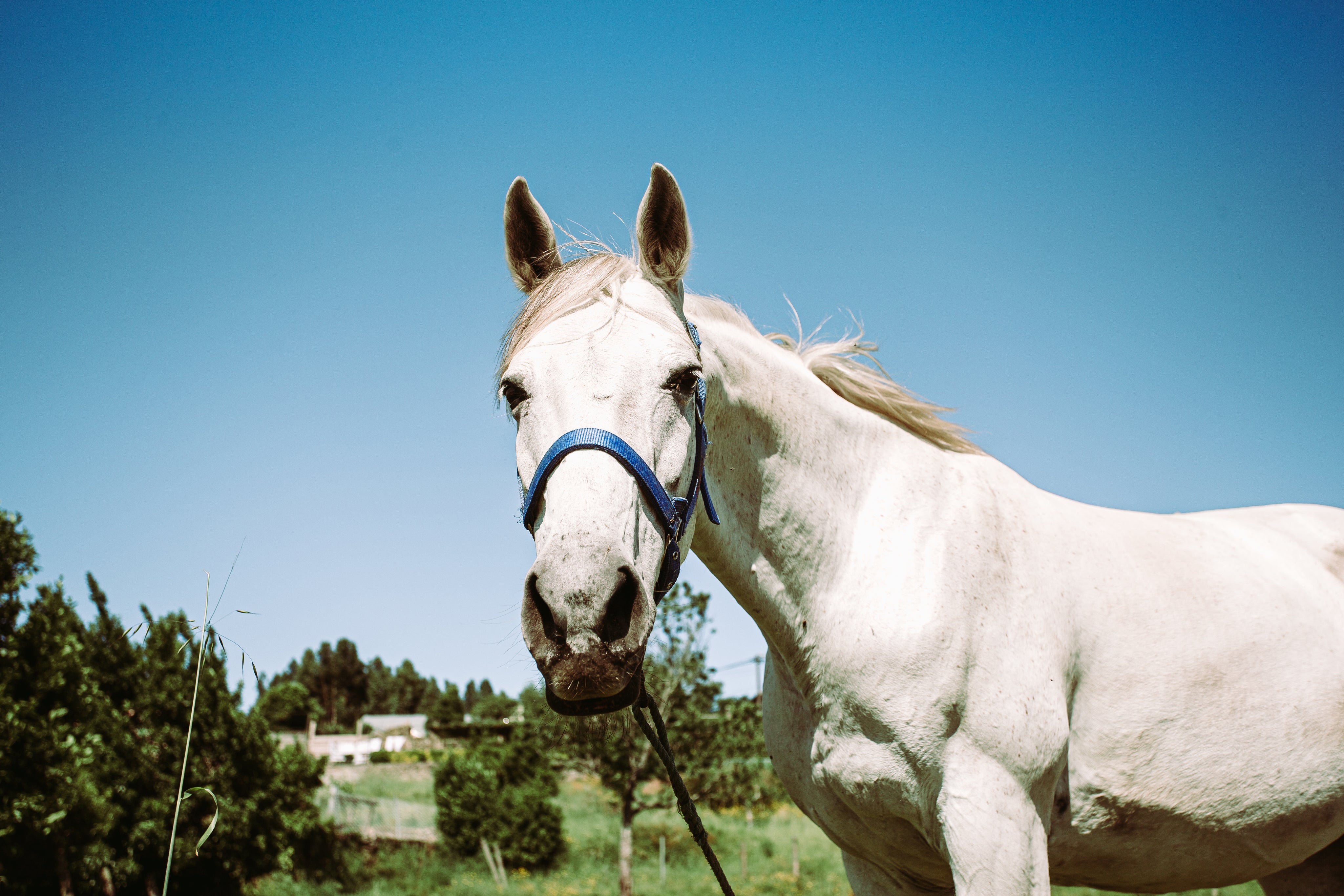 files/white-horse-with-a-blue-bridle.jpg